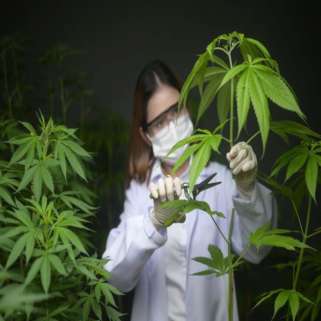 Onderzoek gestart naar effecten medicinale cannabisolie bij EB-patiënten